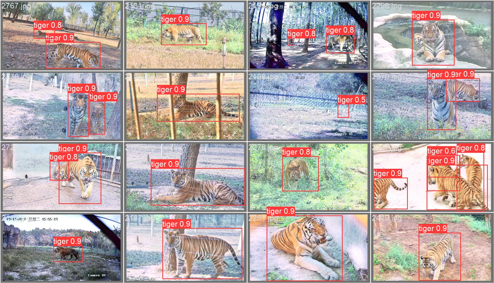 Illumination Invariant Tiger Detection
